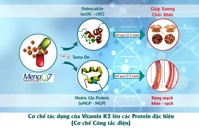 Vai trò của Vitamin K2 giúp xương chắc khỏe